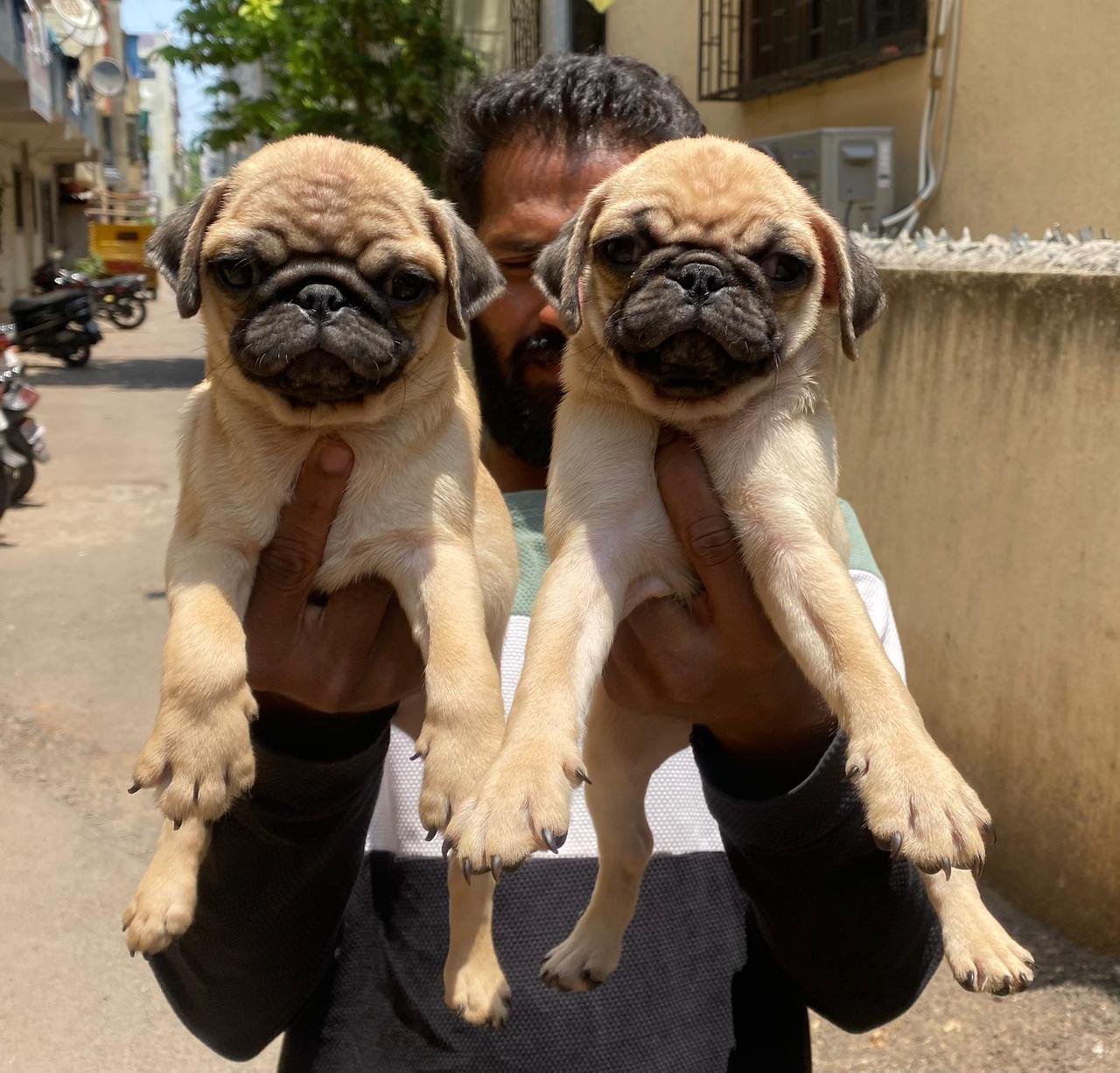 Purchase KCI Registered Pug Puppy from Ahmedabad